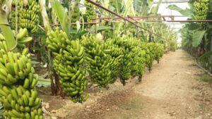EXPANSION OF BANANA PLANTATION FOR MOONLIGHT FRESCO LIMITED PROJECT (PHASE 1) (PRIVATE SECTOR)