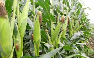 PRODUCTION AND PROCESSING OF MAIZE FOR DOMESTIC MARKET