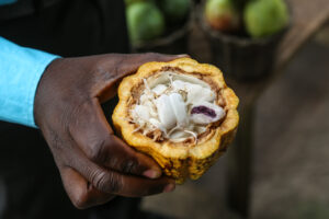 COCOA PRODUCTION AND PROCESSING